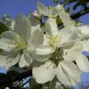 070524_hana.jpg