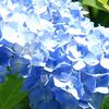 070530_ajisai.jpg